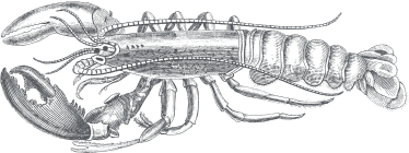 Ommaroo Icon