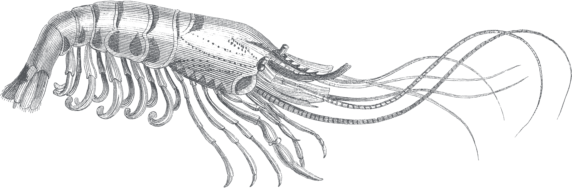 Ommaroo Illustration